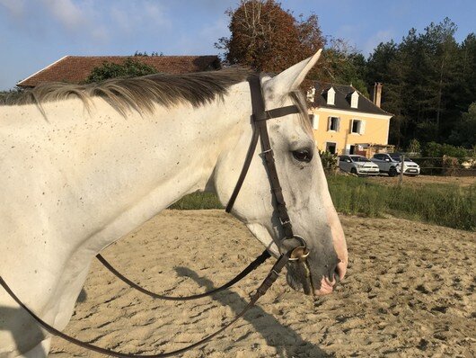 First Name cheval à vendre