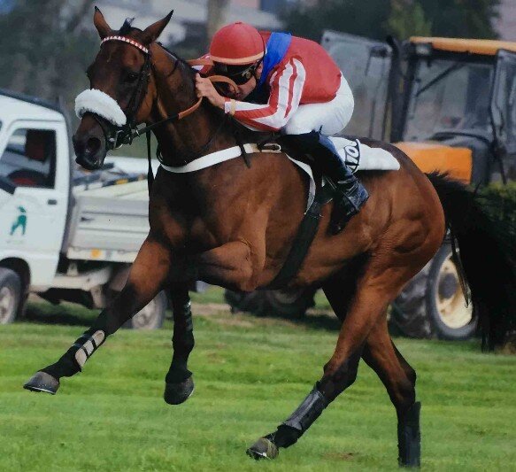 Reconversion de chevaux de courses Chevaux de courses